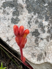 Harveya bolusii (Harveya bolusii)