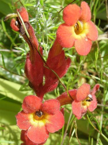 Harveya bolusii (Harveya bolusii)