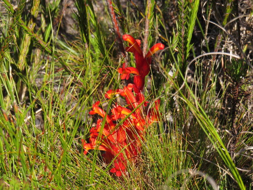 Harveya bolusii (Harveya bolusii)