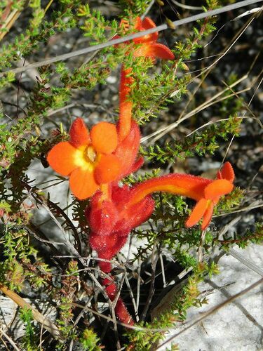 Harveya bolusii (Harveya bolusii)