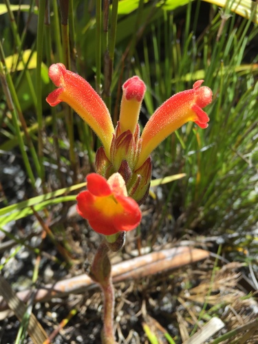 Harveya bolusii (Harveya bolusii)