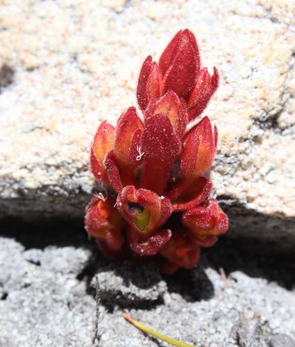 Harveya bolusii (Harveya bolusii)