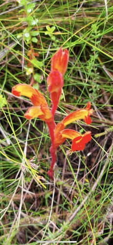 Harveya bolusii (Harveya bolusii)
