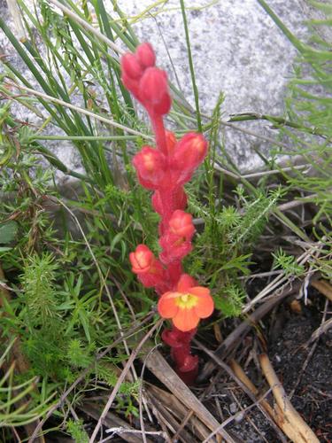 Harveya bolusii (Harveya bolusii)
