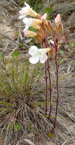 Harveya capensis (Harveya capensis)