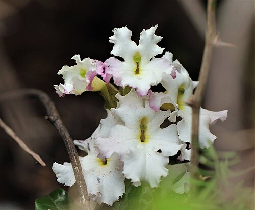 Harveya capensis: Harveya capensis Hook. - Table Mountain, South Africa