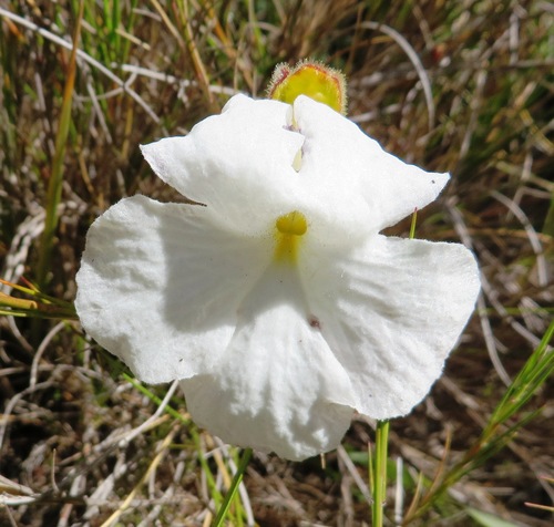 Harveya capensis (Harveya capensis)