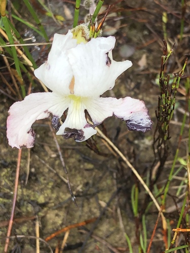 Harveya capensis (Harveya capensis)
