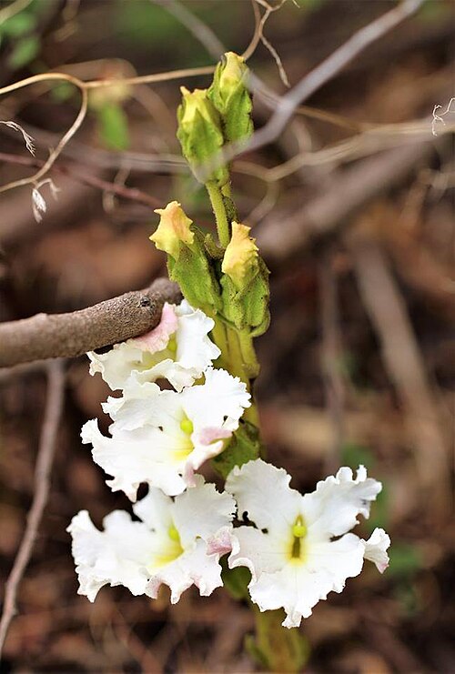 Harveya capensis: Harveya capensis Hook. - Table Mountain, South Africa