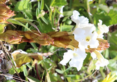 Harveya capensis (Harveya capensis)