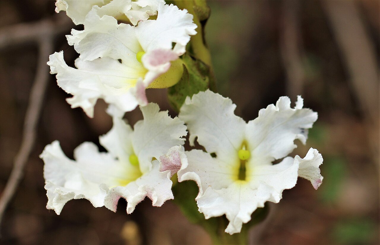 Harveya capensis: Harveya capensis Hook. - Table Mountain, South Africa