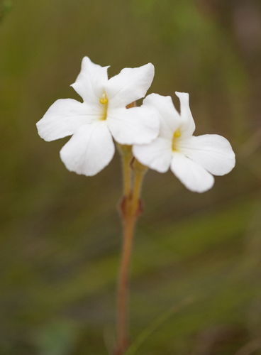 Harveya capensis (Harveya capensis)
