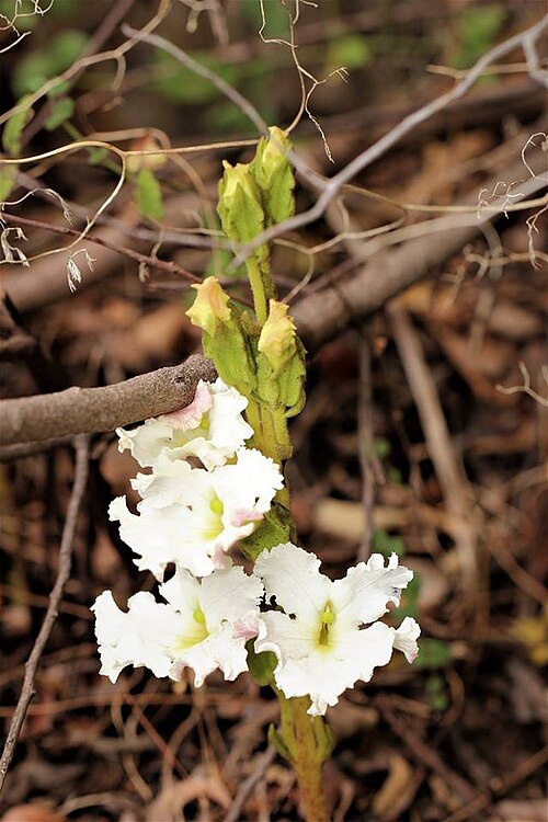 Harveya capensis: Harveya capensis Hook. - Table Mountain, South Africa