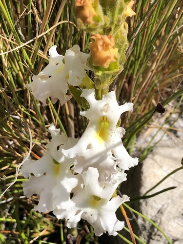 Harveya capensis (Harveya capensis)
