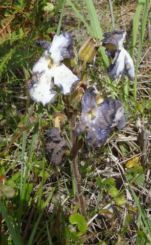 Harveya capensis (Harveya capensis)