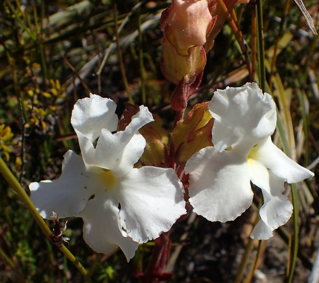 Harveya capensis (Harveya capensis)