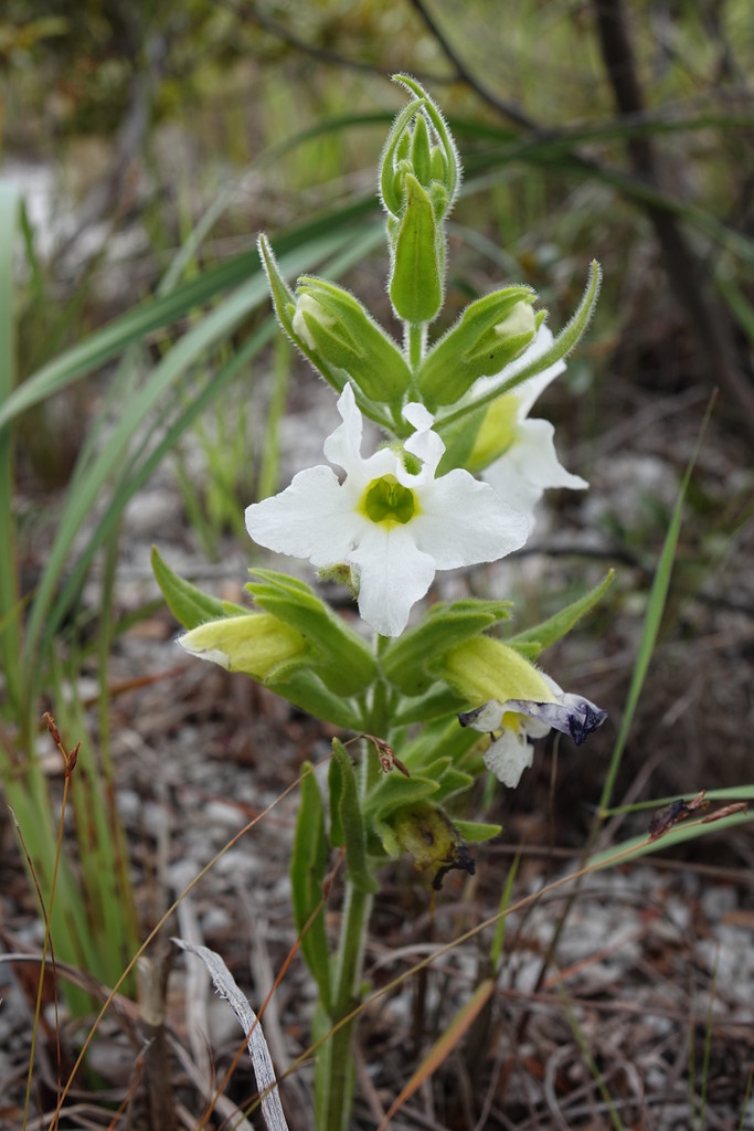 Harveya obtusifolia (Harveya obtusifolia)