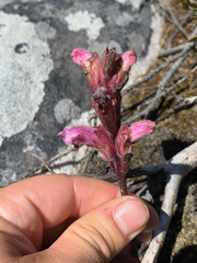 Harveya pauciflora (Harveya pauciflora)