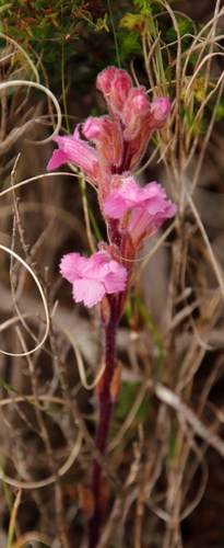 Harveya pauciflora (Harveya pauciflora)