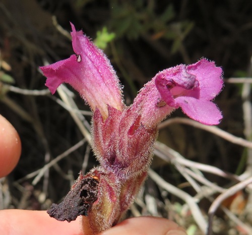 Harveya pauciflora (Harveya pauciflora)