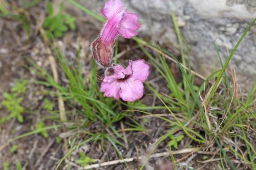 Harveya pauciflora (Harveya pauciflora)