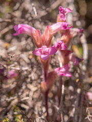 Harveya pauciflora (Harveya pauciflora)