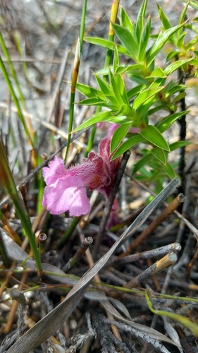 Harveya pauciflora (Harveya pauciflora)