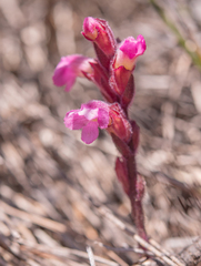 Harveya pauciflora (Harveya pauciflora)