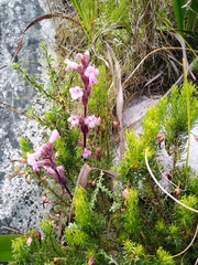 Harveya pauciflora (Harveya pauciflora)