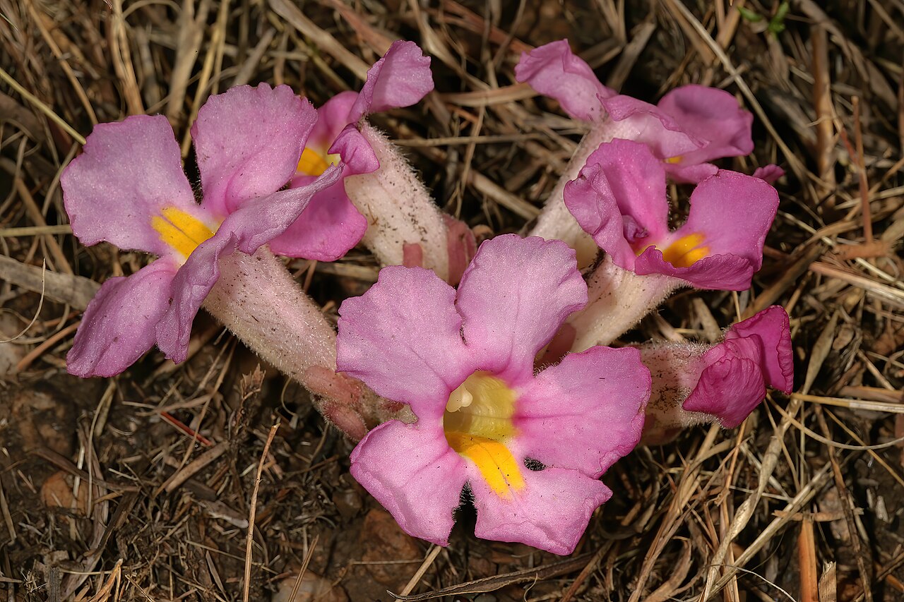 Harveya pumila: Harveya pumila , plant in flower (pink form); root holoparasite, in grassland on dolomite, Kalkheuvel West near Broederstroom, Gauteng, South Africa