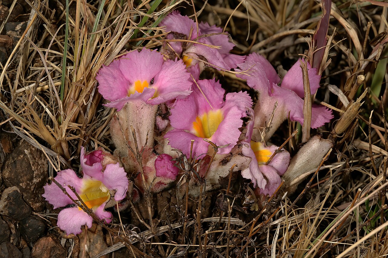 Harveya pumila: Harveya pumila , plant in flower (pink form); root holoparasite, in grassland on dolomite, Kalkheuvel West near Broederstroom, Gauteng, South Africa