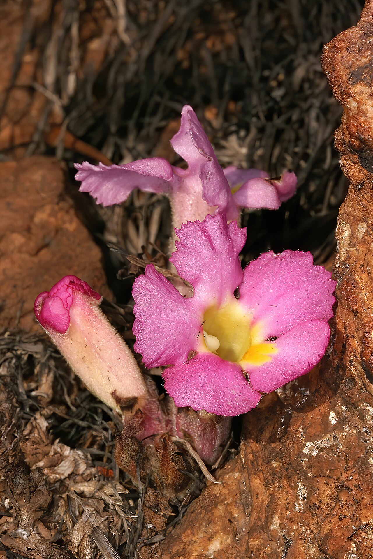 Harveya pumila: Harveya pumila , plant in flower (pink form); root holoparasite, in grassland on dolomite, Kalkheuvel West near Broederstroom, Gauteng, South Africa