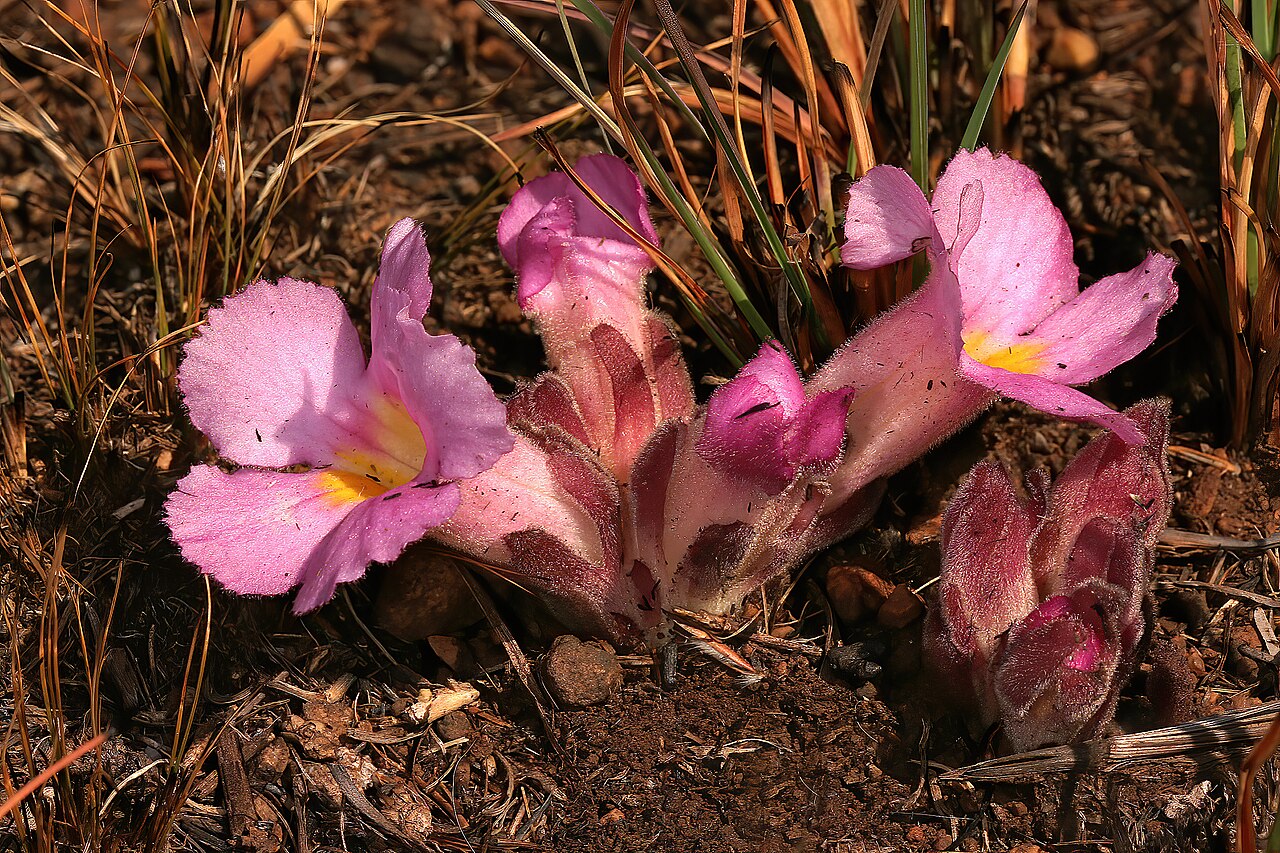 Harveya pumila: Harveya pumila , plant in flower (pink form); root holoparasite, in grassland on dolomite, Kalkheuvel West near Broederstroom, Gauteng, South Africa