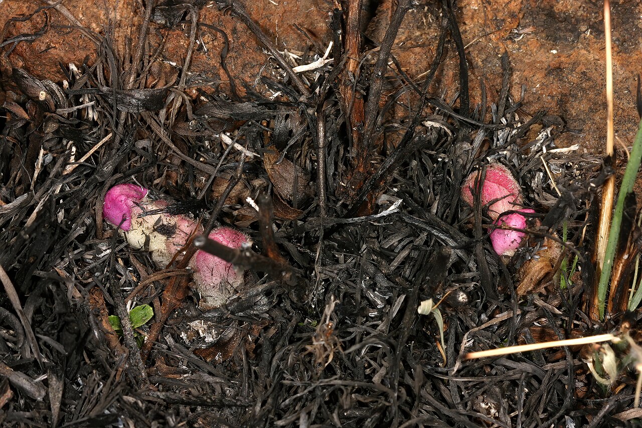 Harveya pumila: Harveya pumila , flower buds (pink form) just appearing in recently burned grassland; root holoparasite, in grassland on dolomite, Kalkheuvel West near Broeders