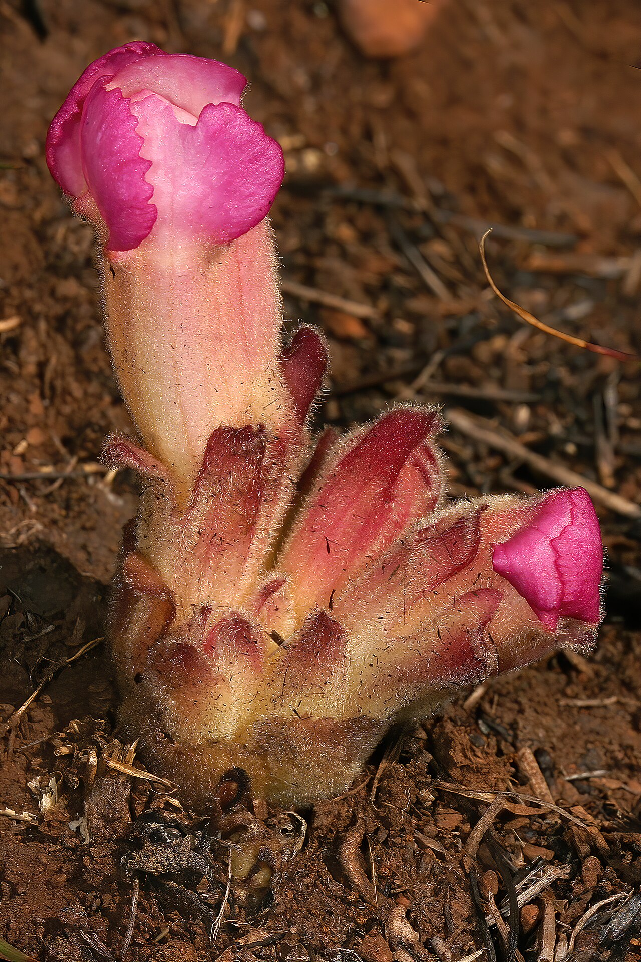 Harveya pumila: Harveya pumila , palnt with flower buds (pink form); root holoparasite, in grassland on dolomite, Kalkheuvel West near Broederstroom, Gauteng, South Africa