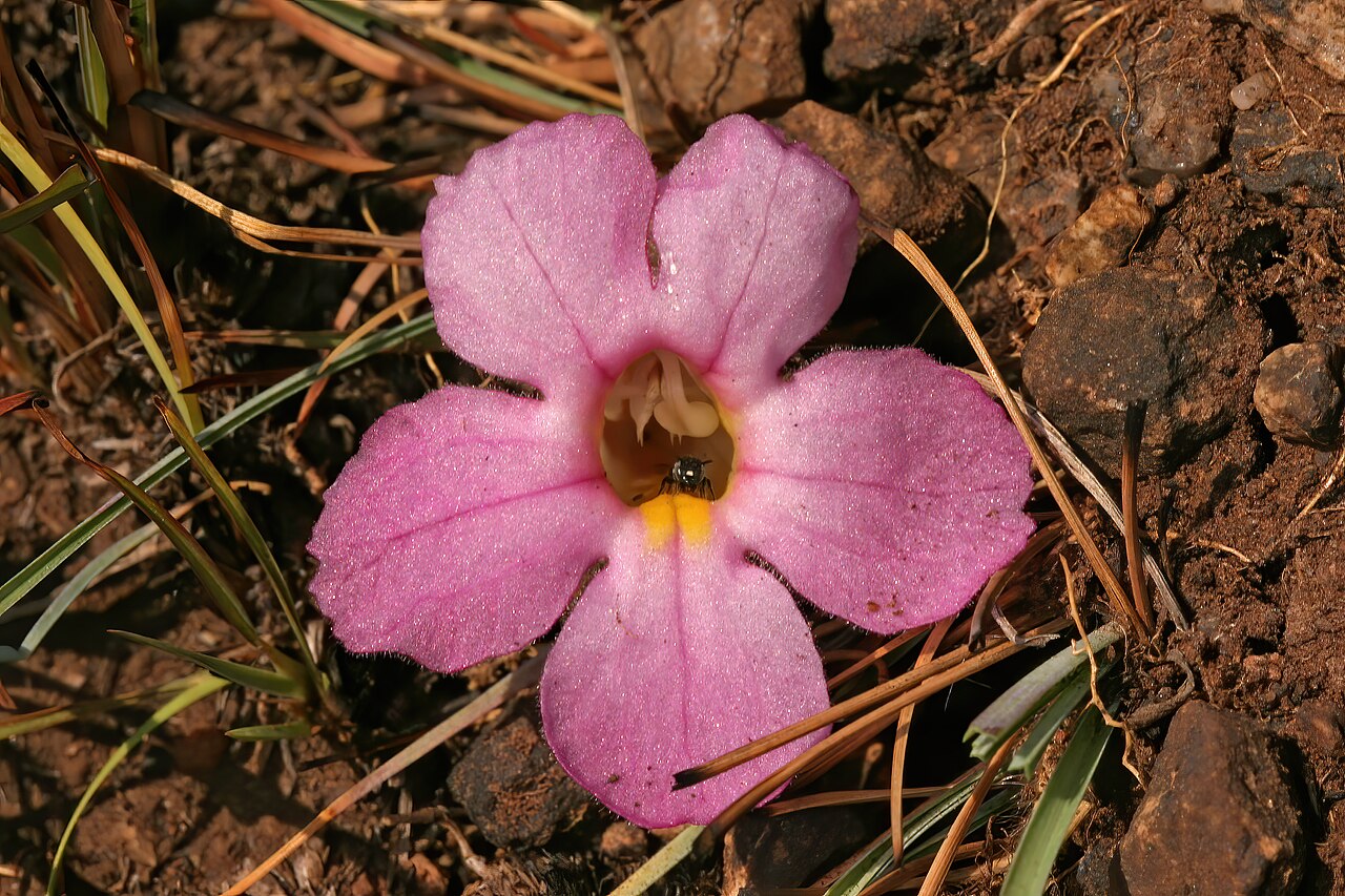 Harveya pumila: Harveya pumila , plant comprising a single flower (pink form), with visiting insect; root holoparasite, in grassland on dolomite, Kalkheuvel West near Broederst