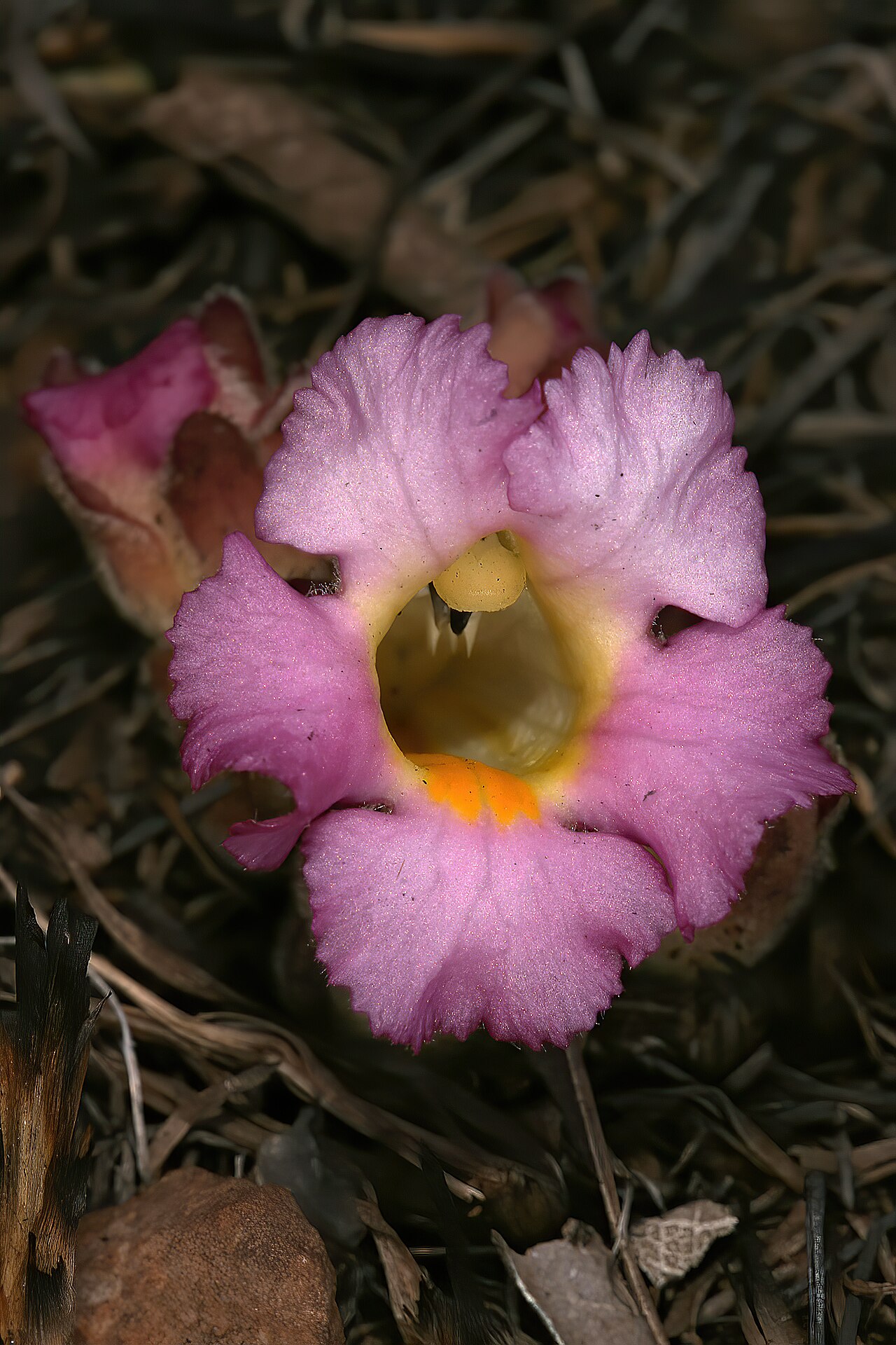 Harveya pumila: Harveya pumila , plant in flower (pink form); root holoparasite, in grassland on dolomite, Kalkheuvel West near Broederstroom, Gauteng, South Africa