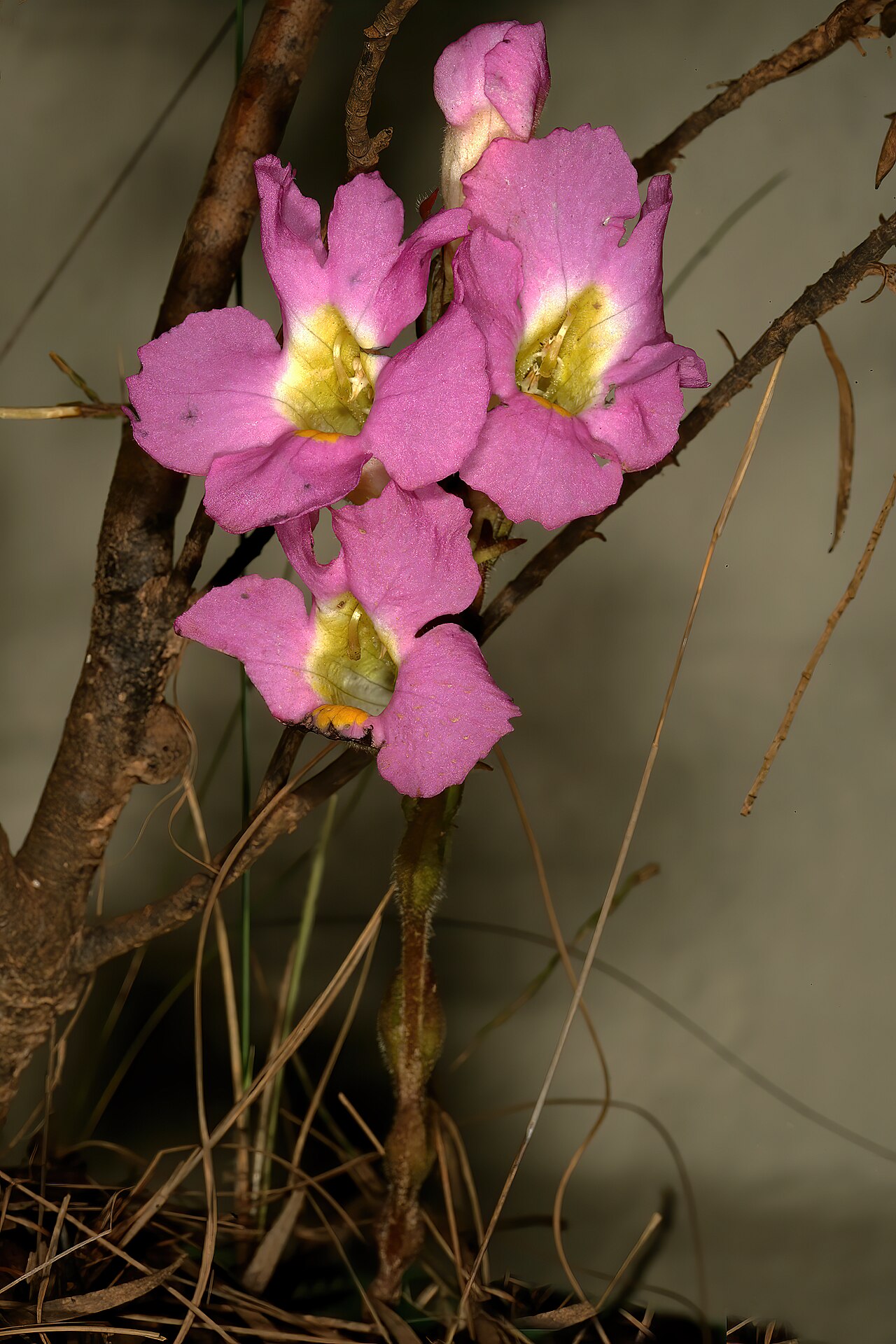 Harveya purpurea: Harveya purpurea , plant in flower; garden in Betty's Bay, Western Cape, South Africa