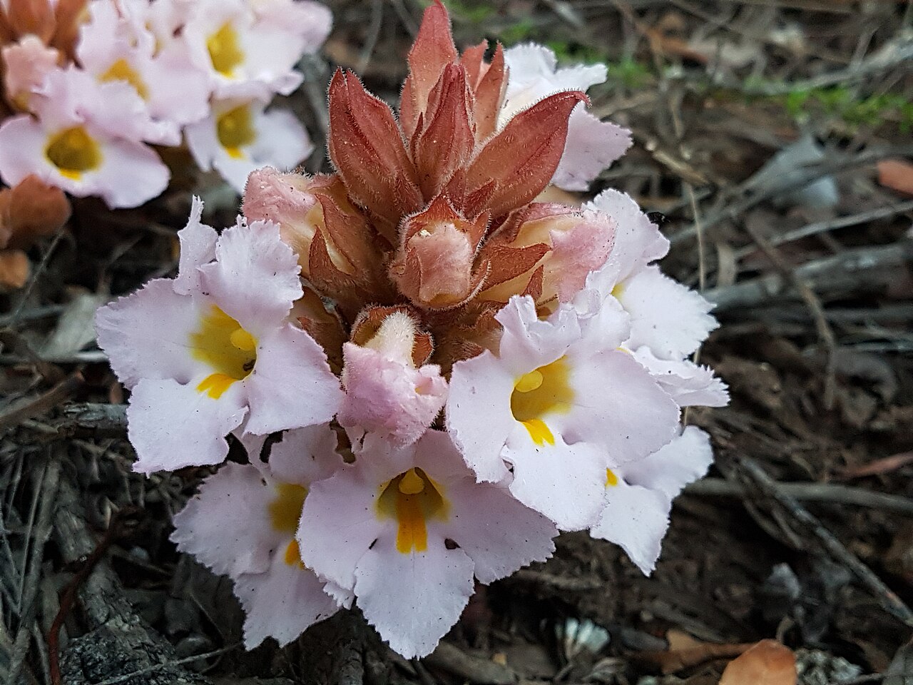 Harveya purpurea: Harveya purpurea Harv. - growing on Grootrivier Pass, Nature's Valley, South Africa