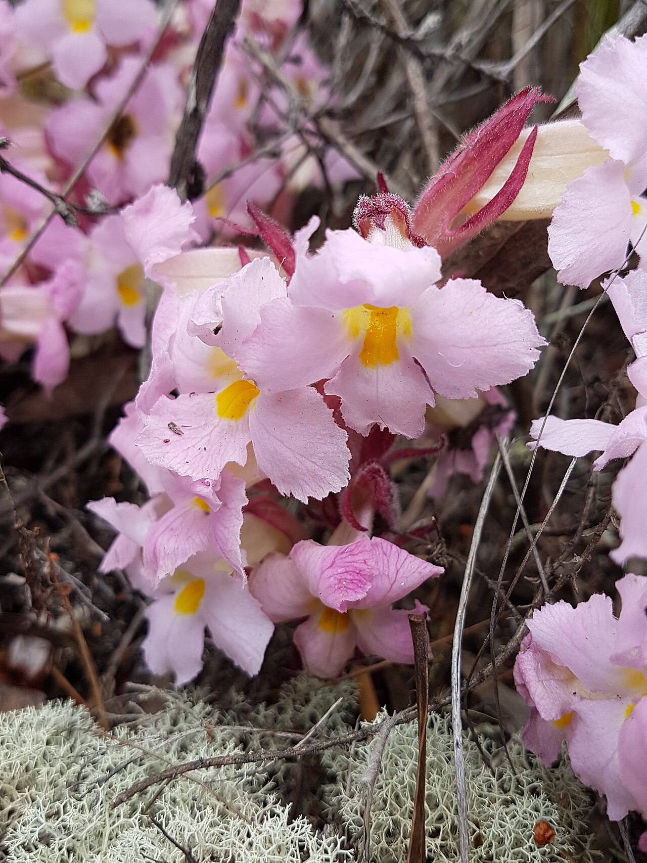 Harveya purpurea: Harveya purpurea Harv. - in fynbos between Nature's Valley and The Crags, Cape Province, South Africa