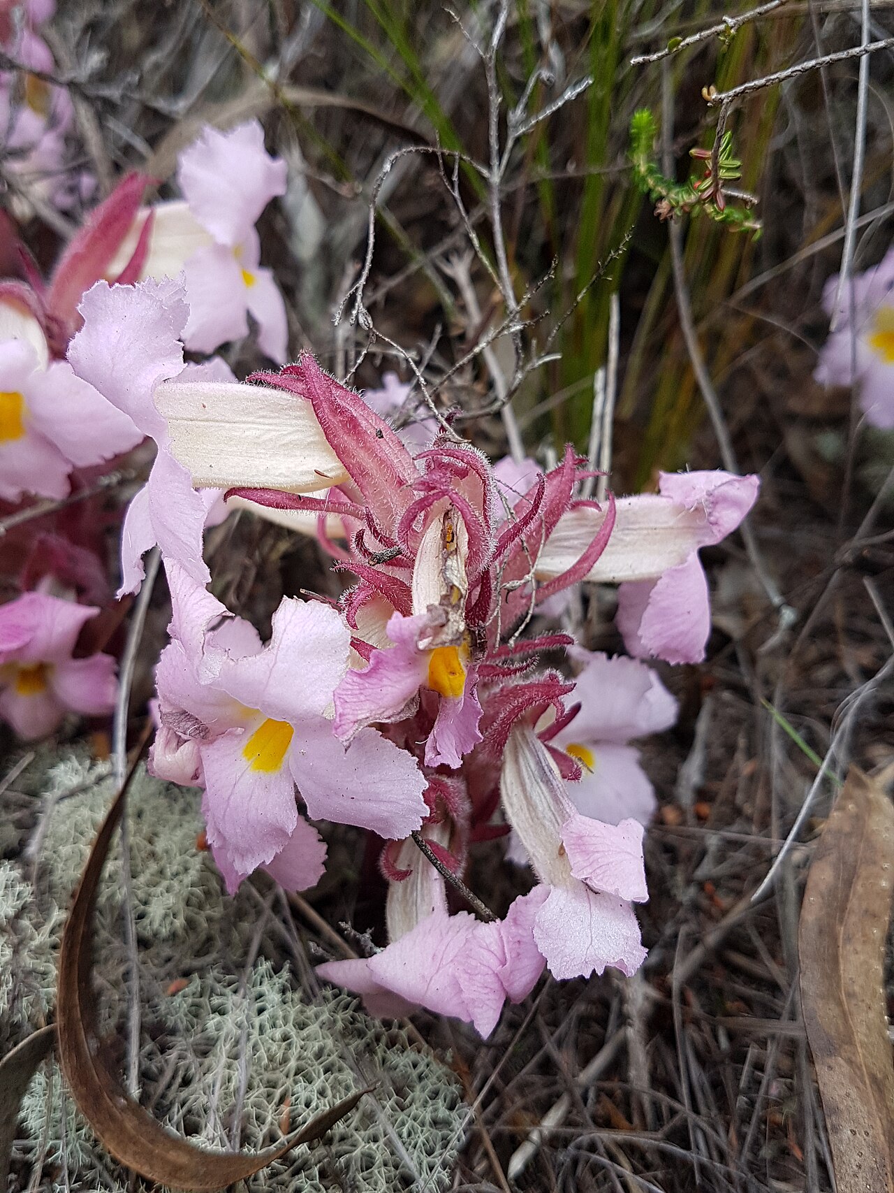 Harveya purpurea: Harveya purpurea Harv. - in fynbos between Nature's Valley and The Crags, Cape Province, South Africa