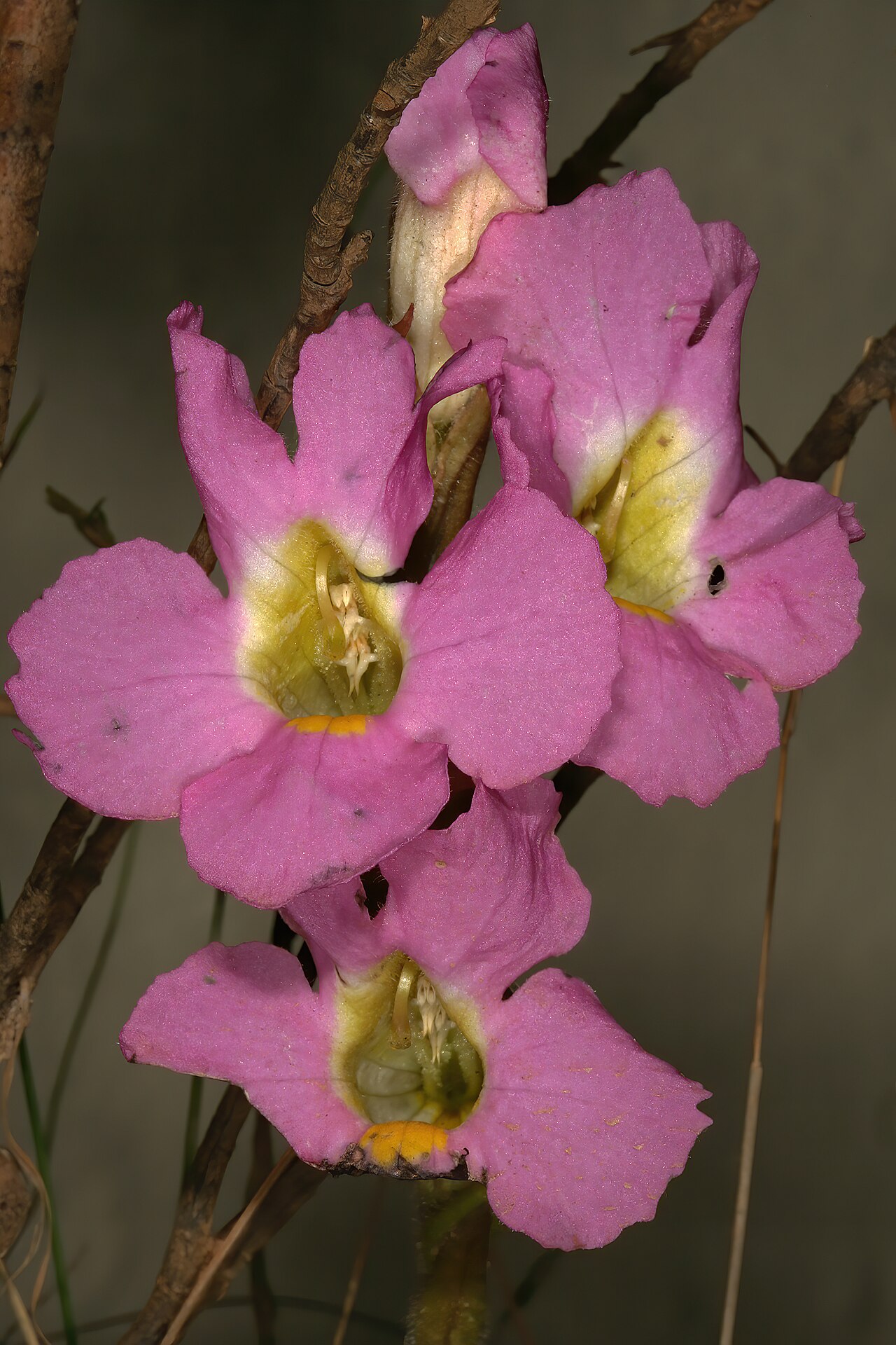 Harveya purpurea: Harveya purpurea , flowers; garden in Betty's Bay, Western Cape, South Africa