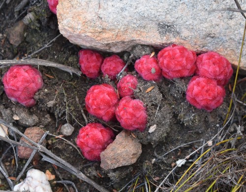 Harveya roseoalba (Harveya roseoalba)