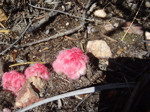 Harveya roseoalba (Harveya roseoalba)