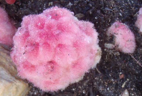 Harveya roseoalba (Harveya roseoalba)