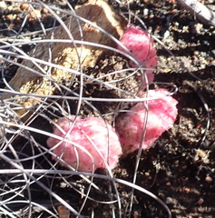 Harveya roseoalba (Harveya roseoalba)