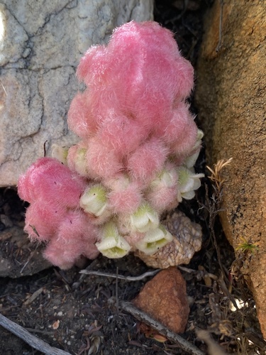 Harveya roseoalba (Harveya roseoalba)