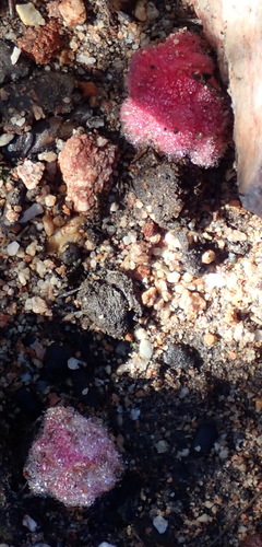 Harveya roseoalba (Harveya roseoalba)