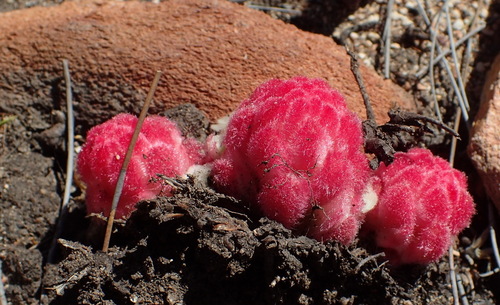 Harveya roseoalba (Harveya roseoalba)