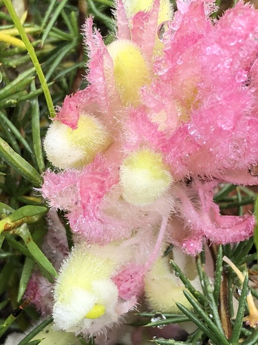 Harveya roseoalba (Harveya roseoalba)